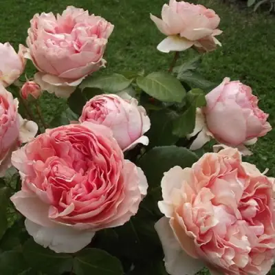 Роза ФИЛИНГ чайно-гибридная в Орше