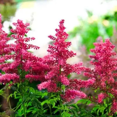 Астильба ЮНИК КАРМИН гибридная в Орше