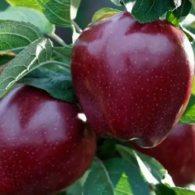 Яблоня РЕД ЧИФ в Орше