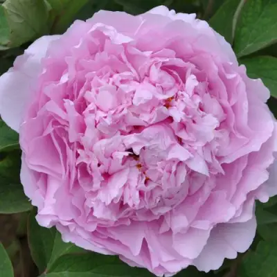 Пион ПРОЗРАЧНАЯ РОСА древовидный в Орше