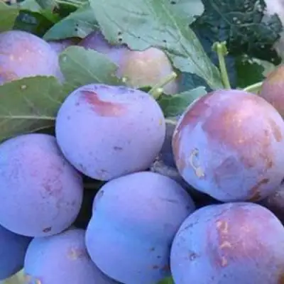 Слива НАГРАДА НЕМАНСКАЯ в Орше