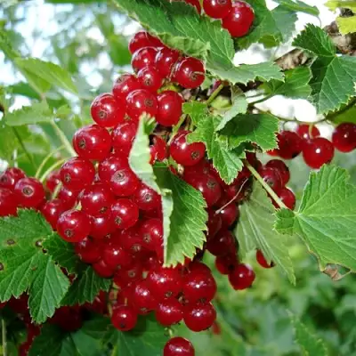 Смородина красная ГОЛЛАНДСКАЯ КРАСНАЯ в Орше