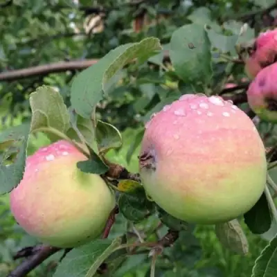 Яблоня УТРО в Орше