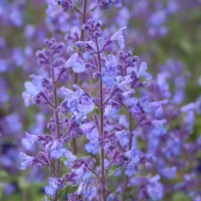 Котовник КИТ КЭТ фассена в Орше