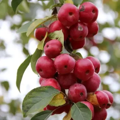 Яблоня РЕД ОБЕЛИСК колонновидная в Орше