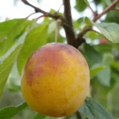 Слива ЯХОНТОВАЯ в Орше