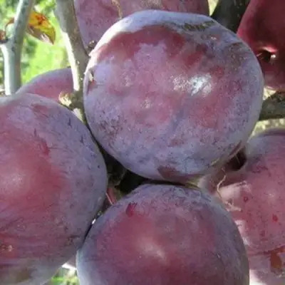 Слива ПАННА в Орше