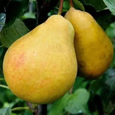 Груша ВЕЛИКАЯ ЛЕТНЯЯ (БОЛЬШАЯ ЛЕТНЯЯ) в Орше