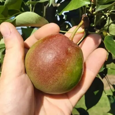 Груша КУПАЛА в Орше