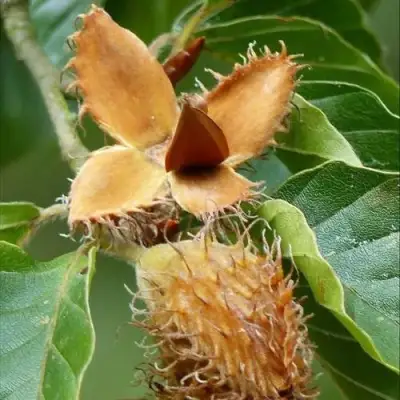 Бук обыкновенный в Орше