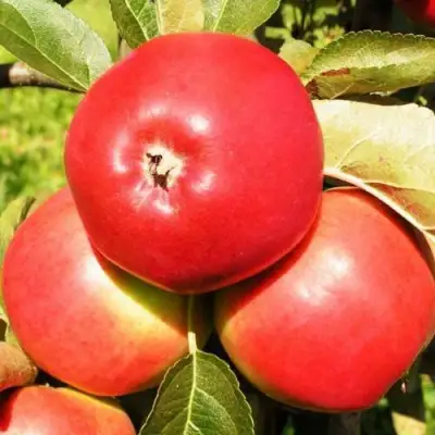 Яблоня СЯБРЫНА в Орше