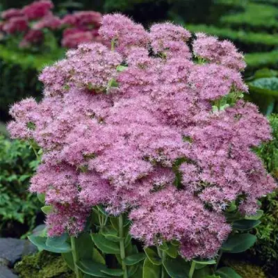 Очиток (седум) БРИЛЛИАНТ в Орше