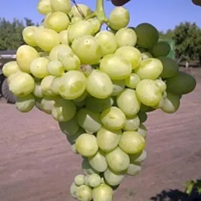 Виноград АРКАДИЯ в Орше