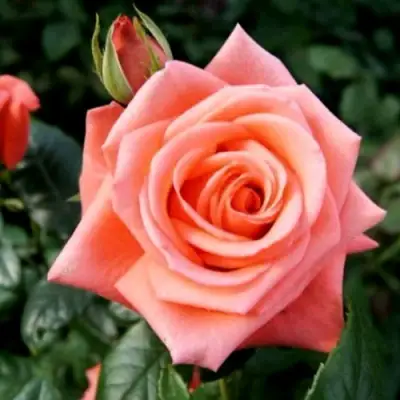 Роза ВАУ чайно-гибридная в Орше