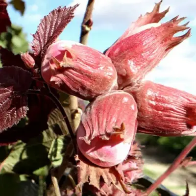 Фундук АЛЫЙ ПАРУС в Орше