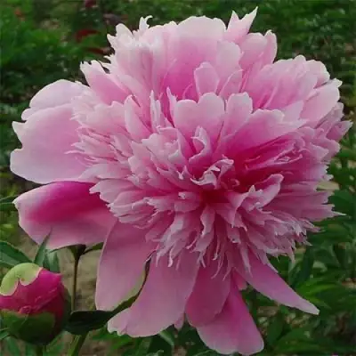 Пион ГОЛУБАЯ ХРИЗАНТЕМА травянистый в Орше