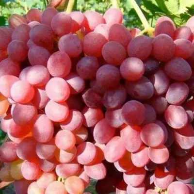 Виноград КИШМИШ КРАСНЫЙ в Орше