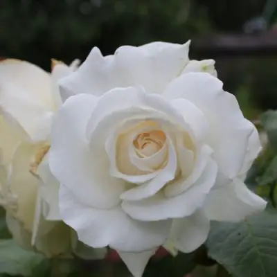 Роза АНАСТАСИЯ чайно-гибридная в Орше