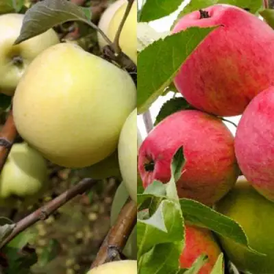 Комплект ЯБЛОЧНЫЙ ТАНДЕМ в Орше