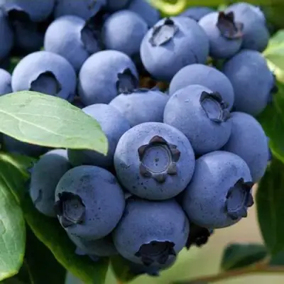 Голубика СПАРТАН в Орше