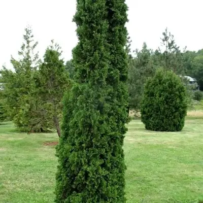 Туя ДЕГРУТ СПАЙР западная в Орше