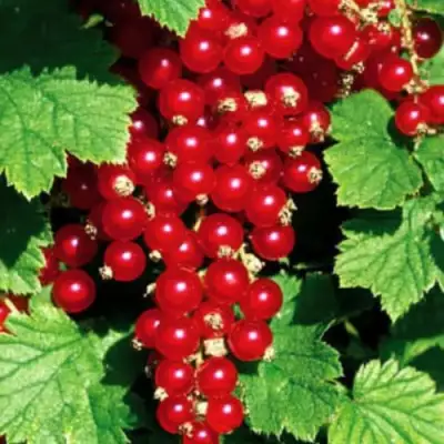 Смородина красная РЕД ЛЕЙК в Орше