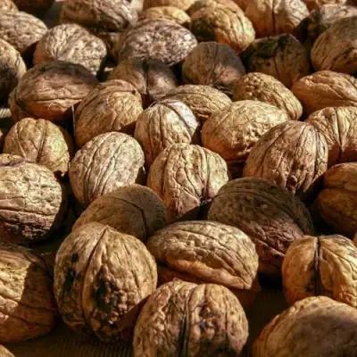 Грецкий орех ПИНСКИЙ в Орше