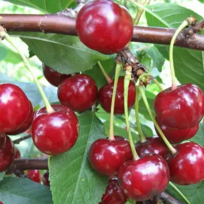 Вишня ТУРГЕНЕВКА в Орше