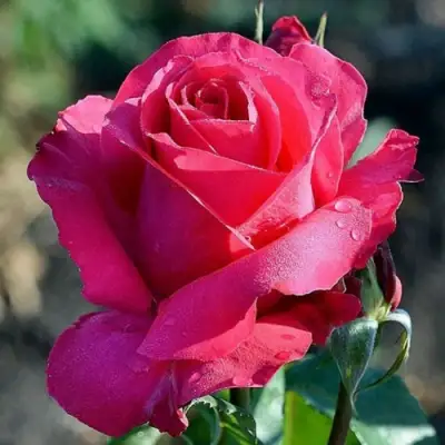 Роза ВИЕН РОУЗ чайно-гибридная в Орше