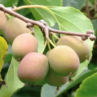 Актинидия ГИБРИДНАЯ КОЛБАСИНОЙ в Орше