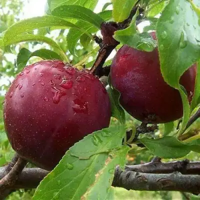 Слива КЛЕОПАТРА в Орше