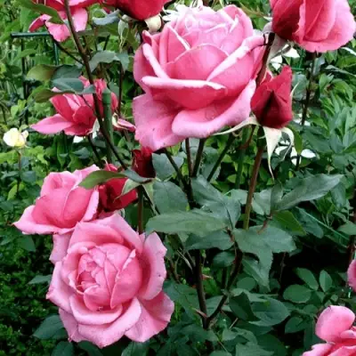 Роза ЭЙФЕЛЕВА БАШНЯ чайно-гибридная в Орше