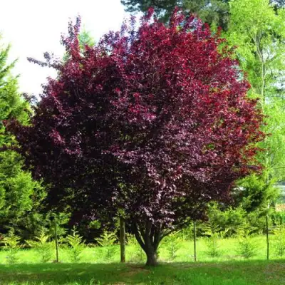 Слива НИГРА растопыреная в Орше