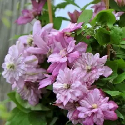 Клематис ИННОСЕНТ ГЛАНС в Орше