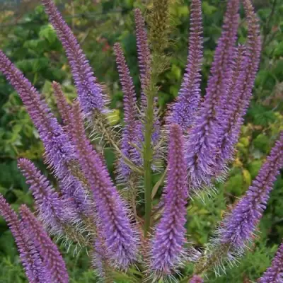 Вероникаструм ФАСЦИНЕЙШН в Орше