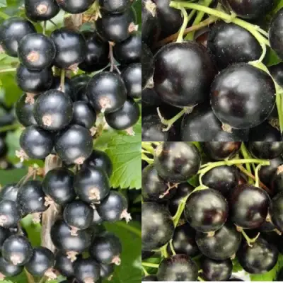 Комплект ЧЕРНАЯ СИЛА в Орше