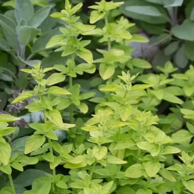 Душица ТАМБЛС ВАРИЕТИ обыкновенная в Орше