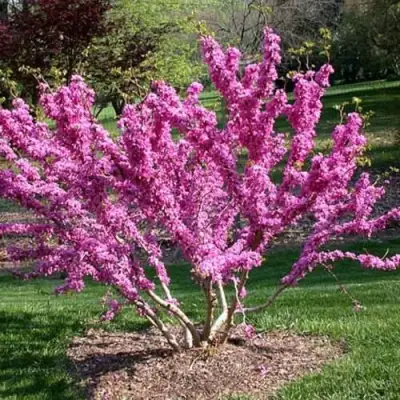 ЦЕРЦИС канадский  в Орше