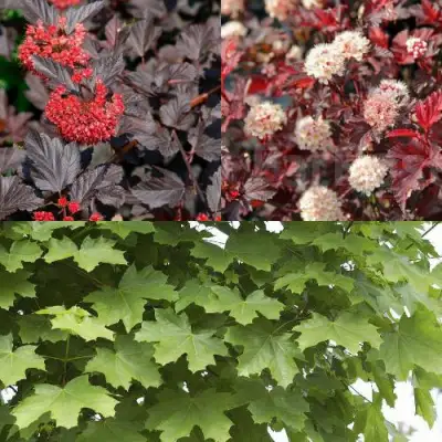 Комплект ОСЕННИЙ КОСТЕР в Орше