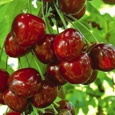 Черешня БУРЛАТ в Орше