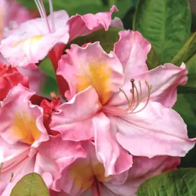 Азалия СЕССИЛЬ листопадная в Орше