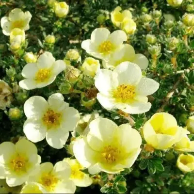 Лапчатка КЛОНДАЙК кустарниковая в Орше