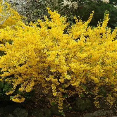 Форзиция ГОЛДЗАУБЕР средняя в Орше