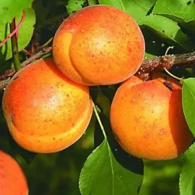 Абрикос СПАДЧЫНА в Орше
