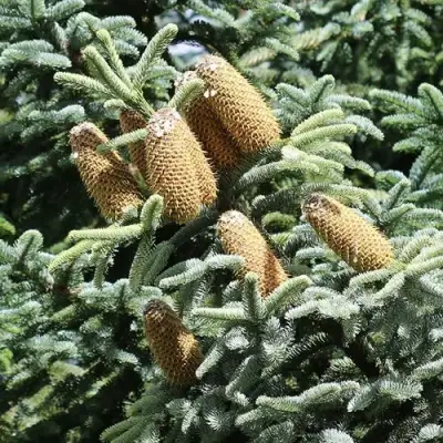 Пихта благородная в Орше