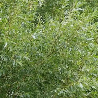 Ива ВИТЕЛЛИНА белая  в Орше