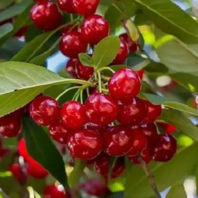 Вишня ГИРЛЯНДА в Орше