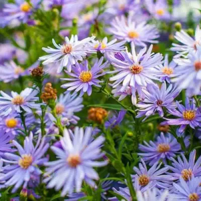 Астра ЛИТТЛ КАРЛОУ сердцелистная в Орше