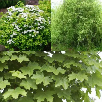 Комплект ЗЕЛЕНЫЙ ОАЗИС в Орше