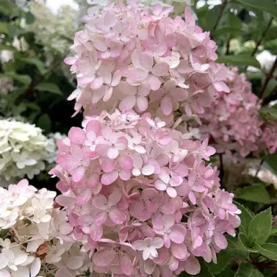 Гортензия БОМБШЕЛ метельчатая в Орше